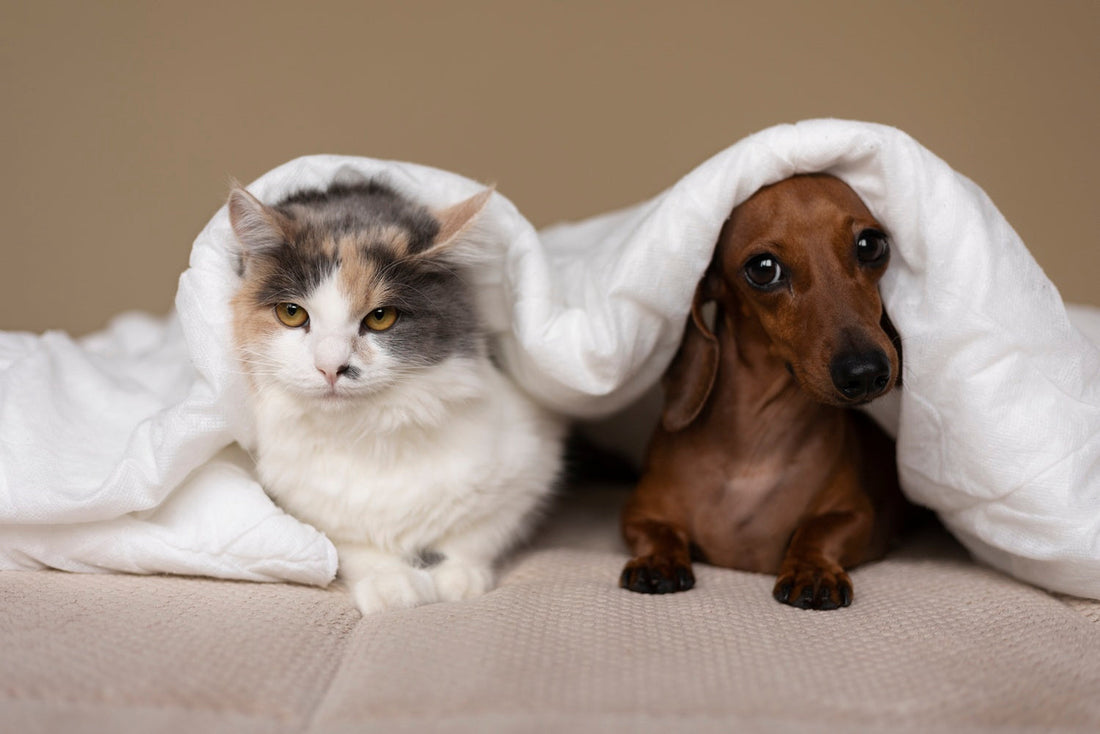 Unleash Your Pet's Dream: Discover the perfect bed for comfort and practicality